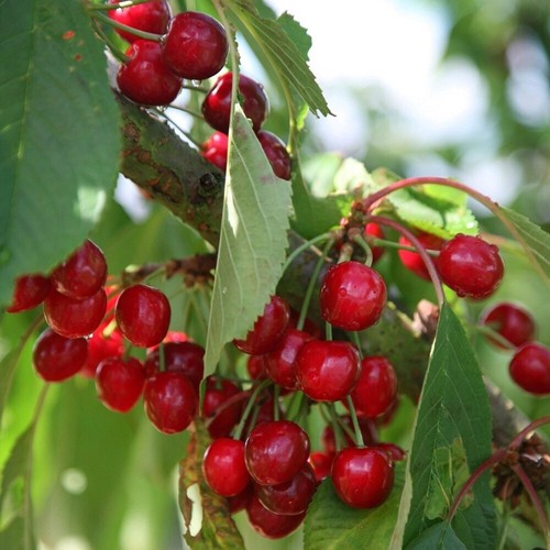 Cherry stella prunus avium - stella,