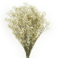 100g Preserved Gypsophila