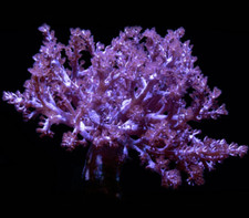 Purple Kenya Tree Soft Coral Frag Reef (Single Tree) not LPS Hammer Torch Zoa