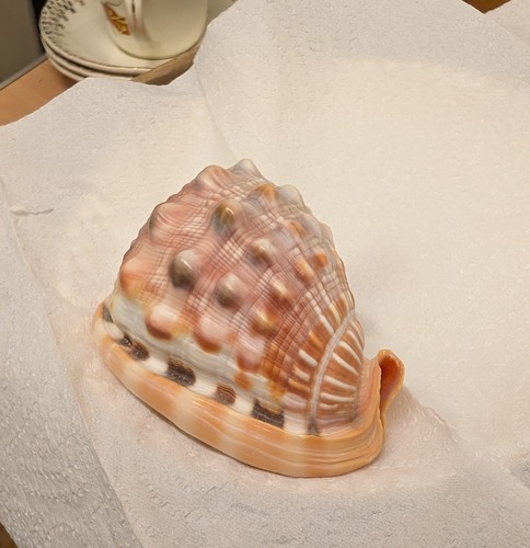 Sea shell snail shape - shell,