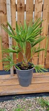 Thick trunk trachycarpus - thick,