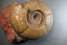 Pseudoschistoceras gigas –