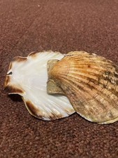 Pair Large South Coast Scallop