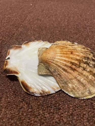 Pair large south coast scallop - pair,