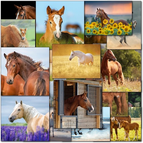 Doodlecards pack horse - pack, 20