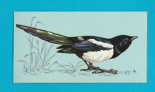 BRITISH BIRDS - TETLEY TEA - CARD NO. 10  -  MAGPIE  -  1970