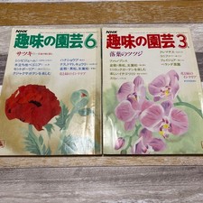 1981 Used Satsuki Azalea &