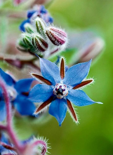 Small borage plants - 5,