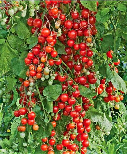 20x piccolo red - 🍅piccolo,