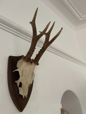 Mounted Antlers of a  Roe Deer