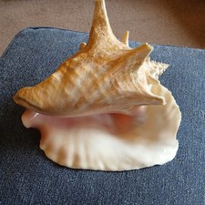 Large Long Queen Conche sea shell - approx 23cm - Lovely pink colour (See disc)
