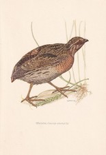 1954 QUAIL Bird Print -