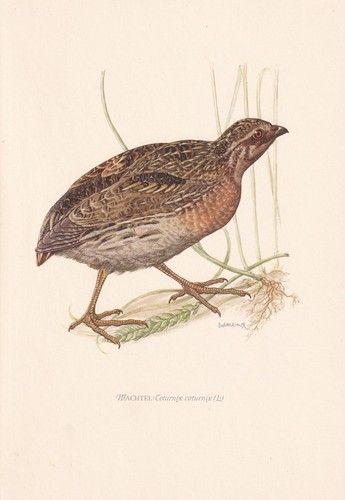 1954 quail bird - quail,