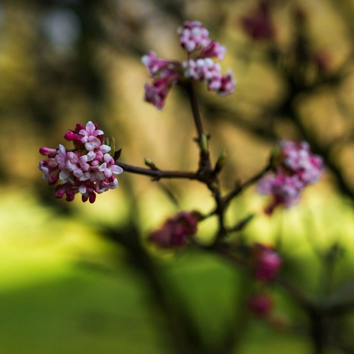 Viburnum bodnantense - viburnum, x