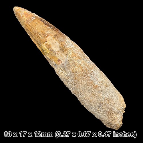 Spinosaurus dinosaur tooth - spinosaurus,