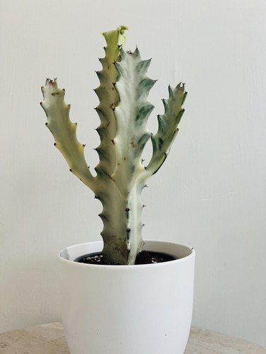 Euphorbia lactea white - euphorbia,