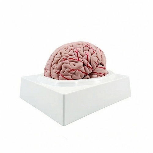 Human brain model - brain, display