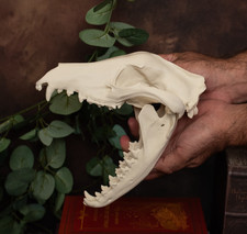 Thylacine Skull Replica Life