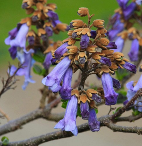Paulownia tomentosa princess - tomentosa,
