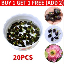 300pcs Mixture Eustoma