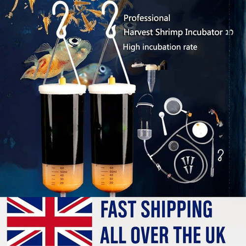 Artimia brine egg shrimp - egg,