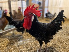 6+ Organic Exchequer Leghorn