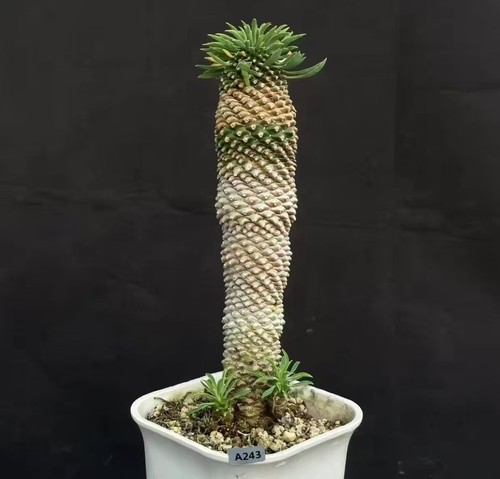 Euphorbia bupleurifolia self - euphorbia,