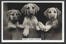 PATTREIOUEX (OTHER) - DOGS -