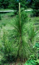 Pinus palustris LONGLEAF PINE