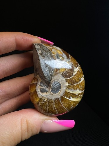Whole polished nautilus - whole,