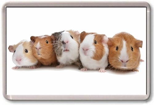 Fridge magnet guinea pigs - guinea,