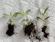 3x Kalanchoe *Tubiflora*