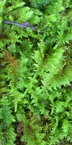 Organic live wild - organic, moss