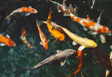 Japanese koi carp fish - carp,