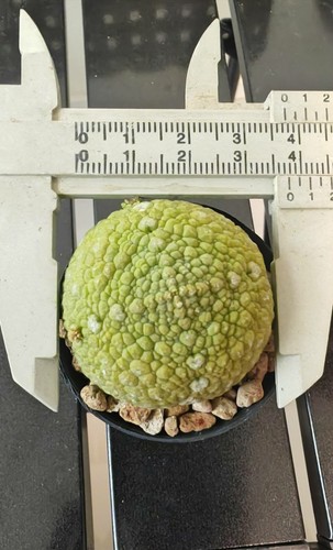 Pseudolithos migiurtinus - pseudolithos,
