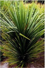 10 CORDYLINE australis