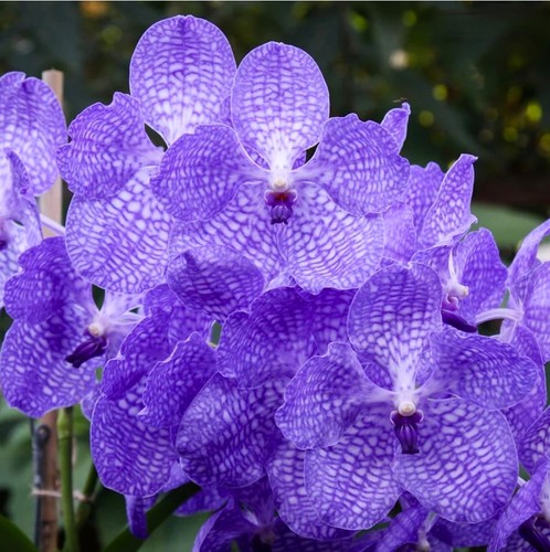Vanda sansai blue orchid plant - blue,