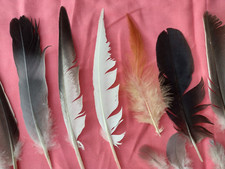 NATURAL FEATHERS x 16 FREE FALLEN COCKEREL SEAGULL CROW PIGEON Toys 4 PETS UK