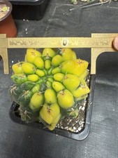 Large Gymnocalycium verigated rare succulent cactus YWGWYS 082901 house plant