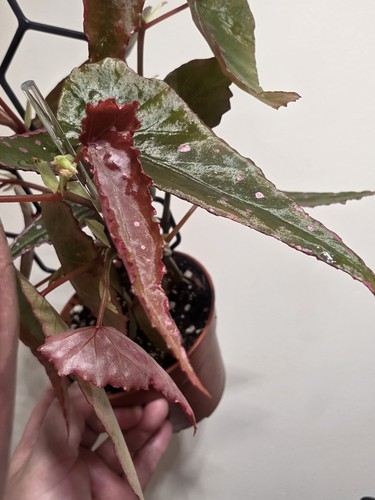 Begonia hybrid nothombaramesis - hybrid,
