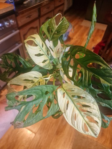 Node monstera adonsonii - monstera,