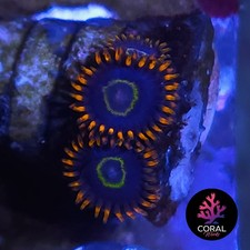 Rainbow Hornets 3 Head Zoa Frag Colony *WYSIWYG*