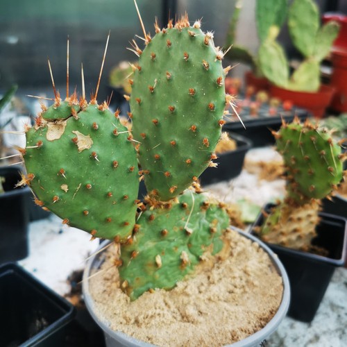 Opuntia phaeacantha - , v