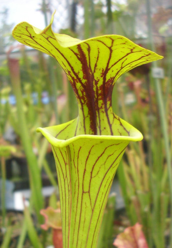 Sarracenia flava ornata - v.,