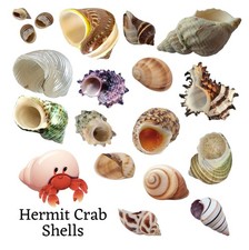 Hermit Crab Shells ~ Mixed