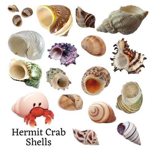 Hermit crab shells mixed - crab, ~