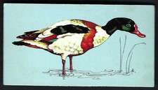 TETLEY - BRITISH BIRDS - #32