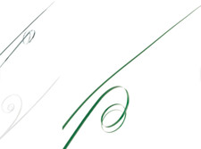 Bear Grass Leaf Onion Ornamental Flexi Decorative Corsage x 10 strands Culpitt