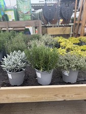 3 Large Herb Plants –