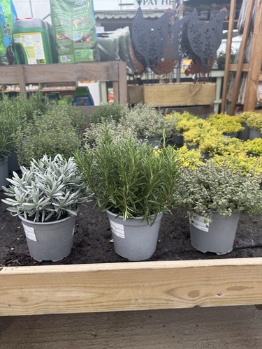 Large herb plants - large,